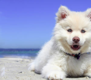 Pet Boarding And Daycare