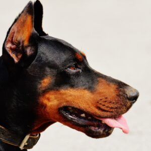 Lorem Ipsum is simply 1