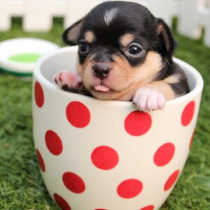 Lorem Ipsum is simply 2