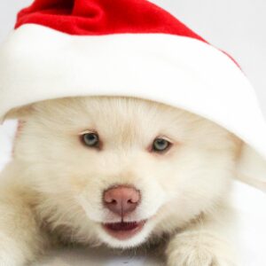 Lorem Ipsum is simply 4